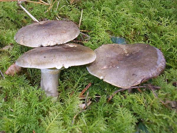 Хрящ-молочник сірий (Lactarius vietus)