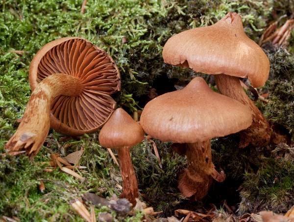 丝盖伞 (Cortinarius)