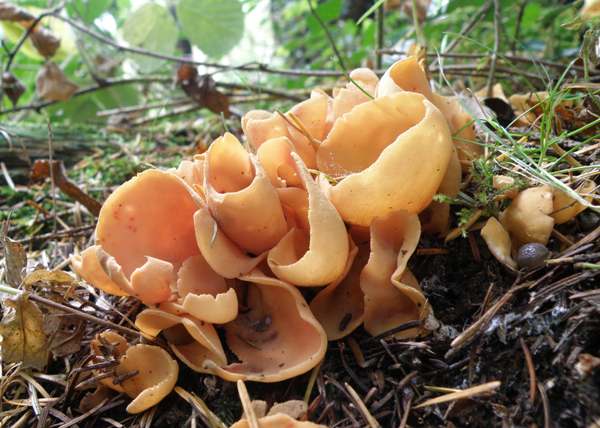 Domuz Kulağı (Otidea onotica)