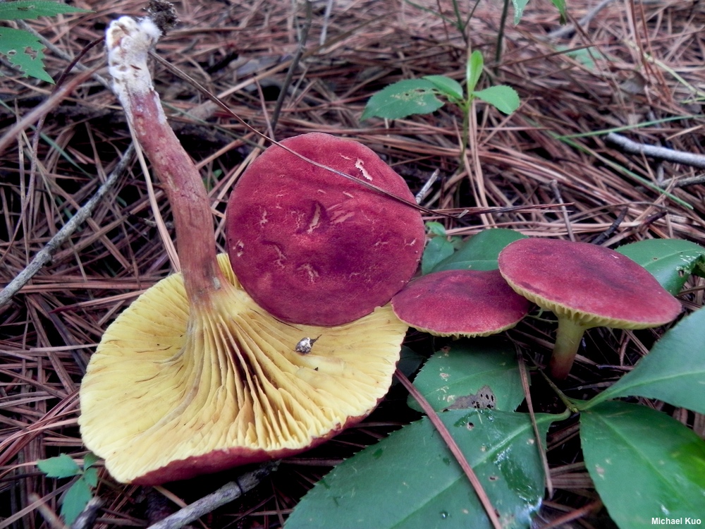 Червонопластинчастий маслюк (Suillus decipiens)