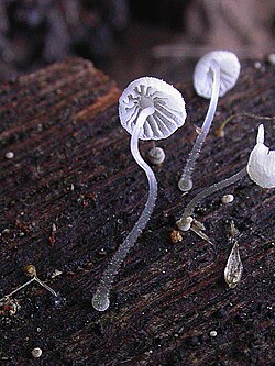 Tegelröd Hätta (Mycena adscendens)