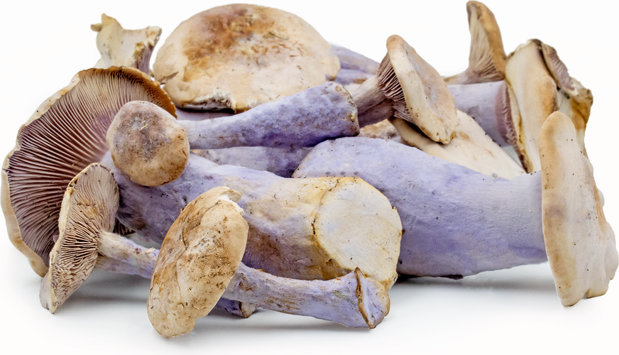 Modrikasta strniščnica (Clitocybe nuda)