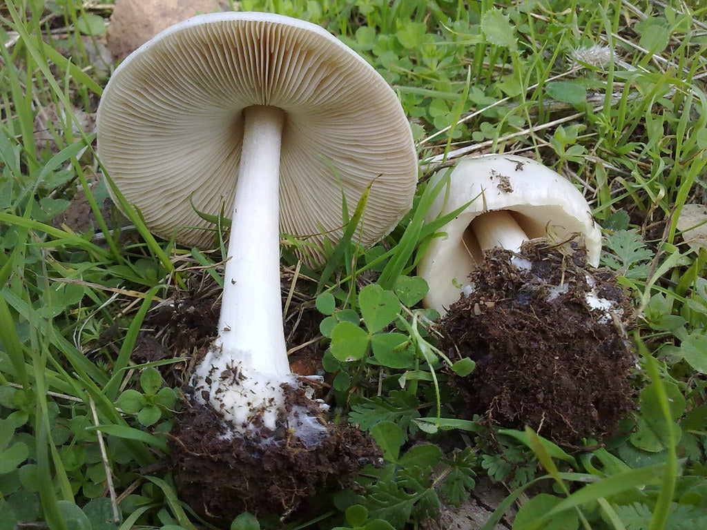 Kopijovka (Panaeolus acuminatus)