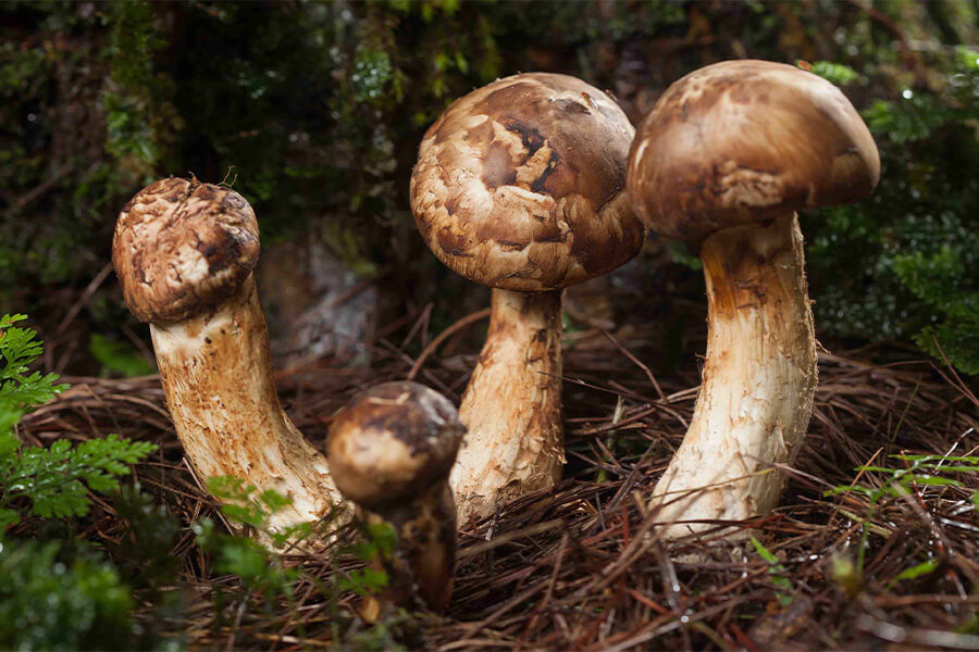 Fjällsopp (Leccinum rotundifoliae)