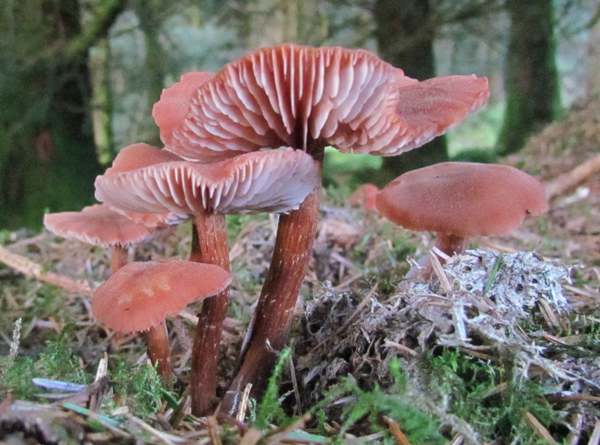 Двоколірна лакарія (Laccaria bicolor)