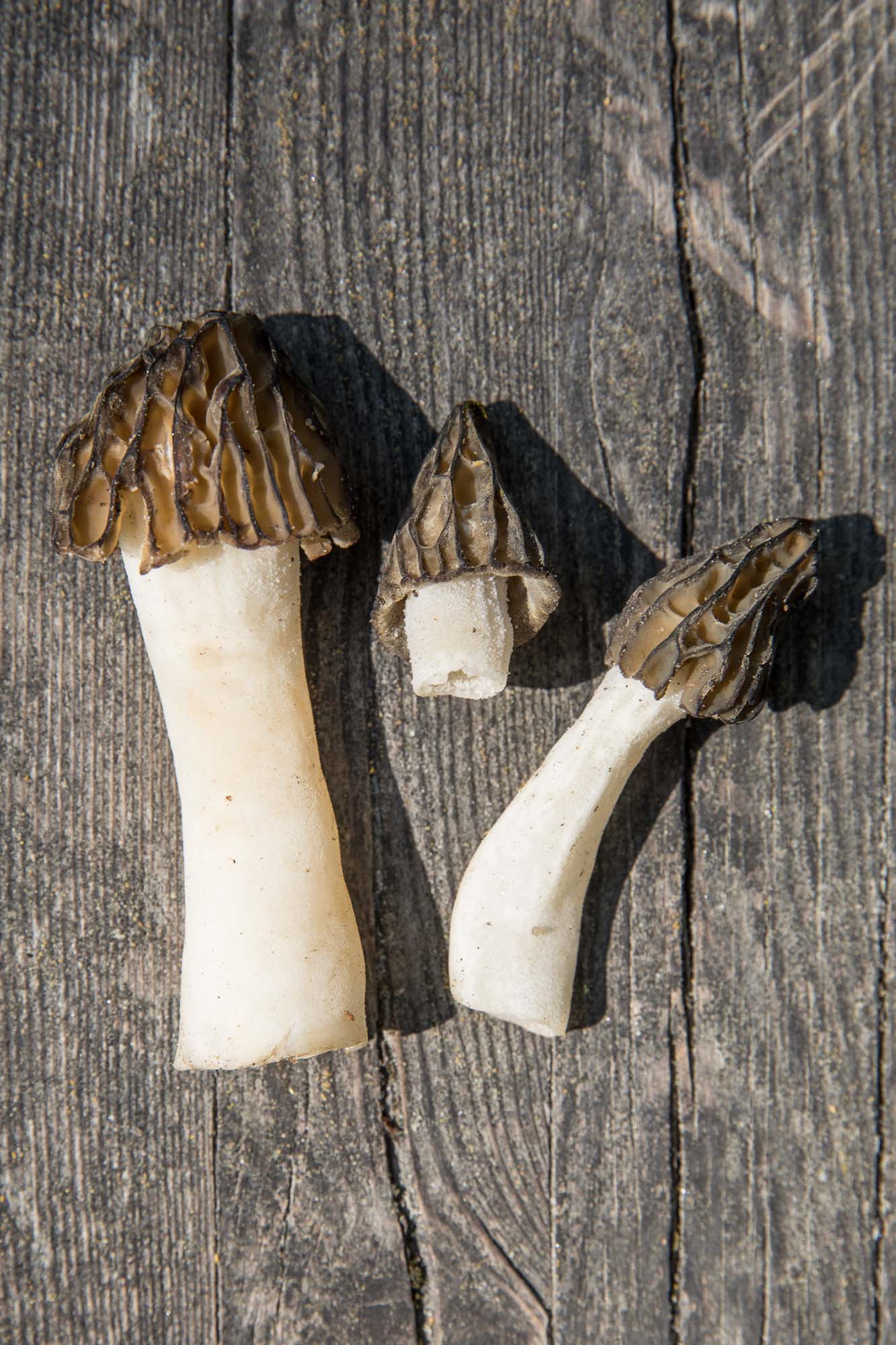 Рябчик напіввільний (Morchella punctipes)