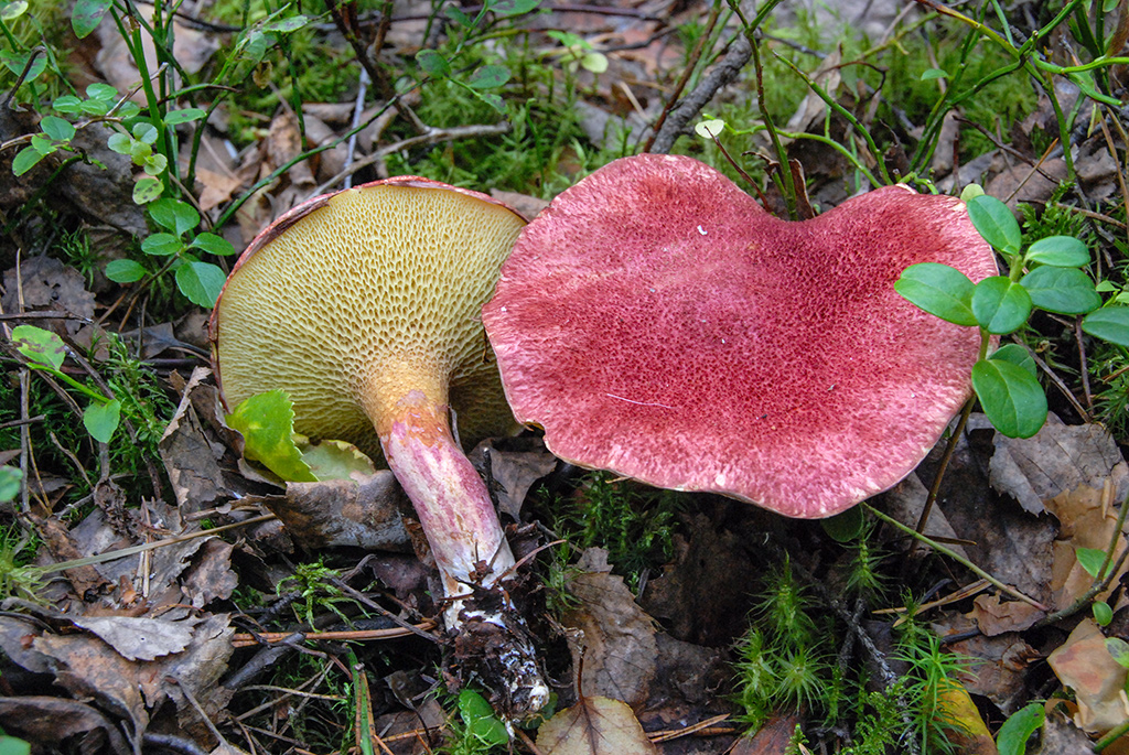 Pembe Meşe Bolet (Suillus ochraceoroseus)