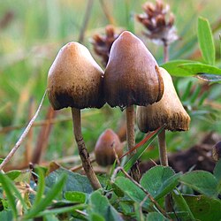 Svartnande sopp (Tylopilus alboater)