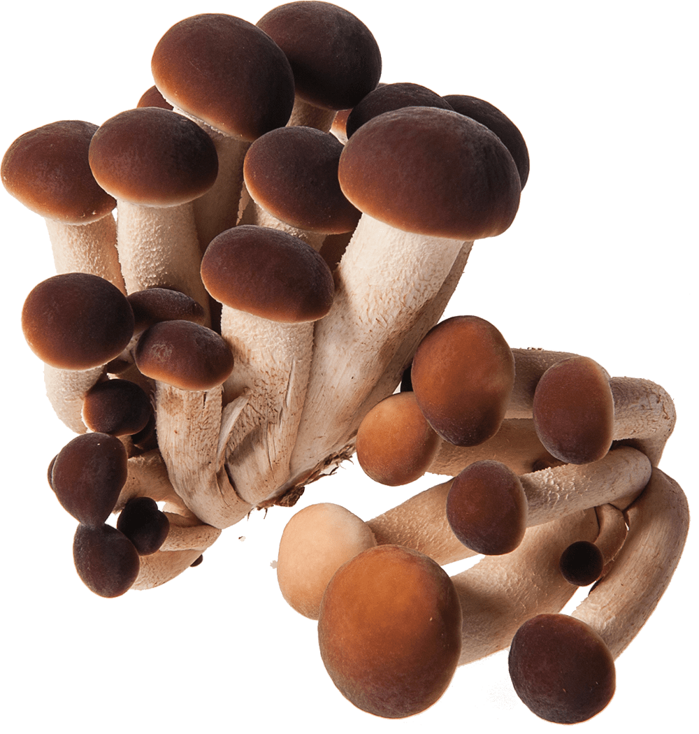 Kavak Mantarı (Cyclocybe aegerita)