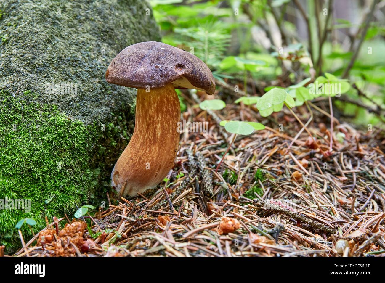 Zamatovec hnedý (Xerocomellus badius)