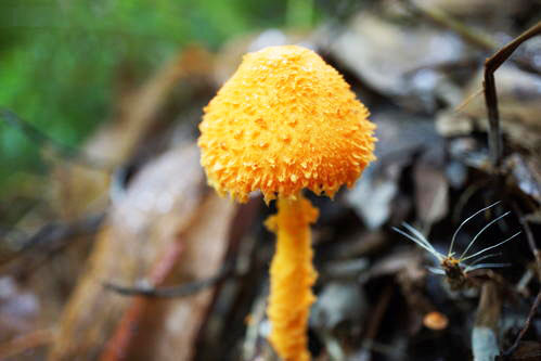 Vermilion Waxcap (Hygrocybe miniata)