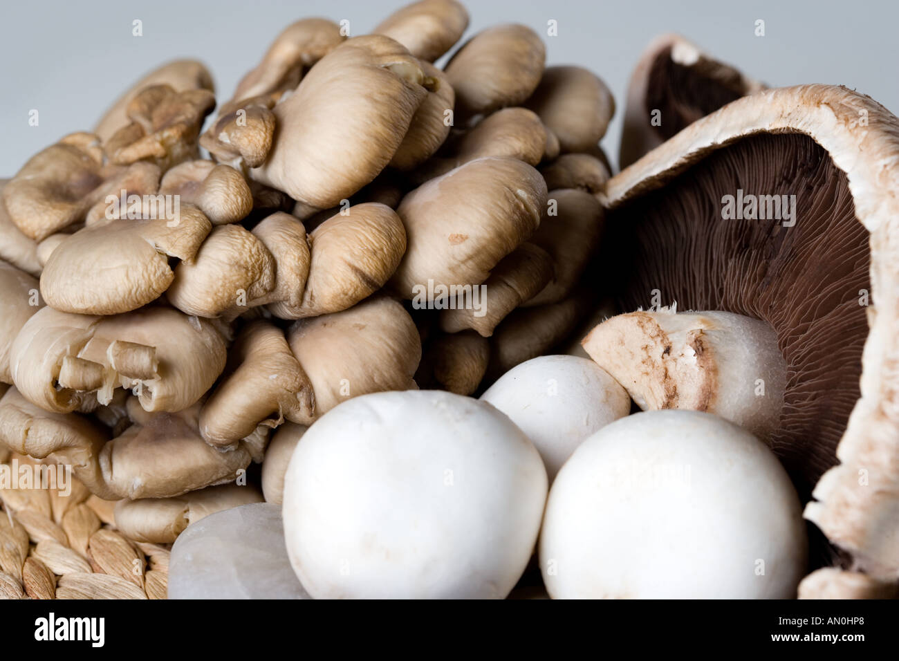 SkogsChampinjon (Agaricus silvicola)