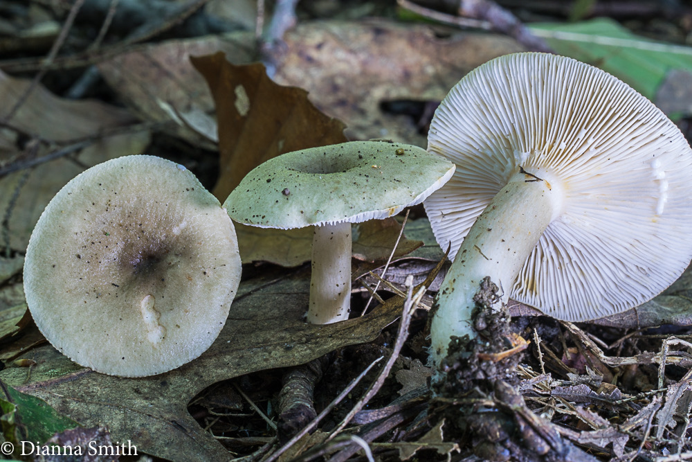 Сірий груздь (Lactarius cinereus)