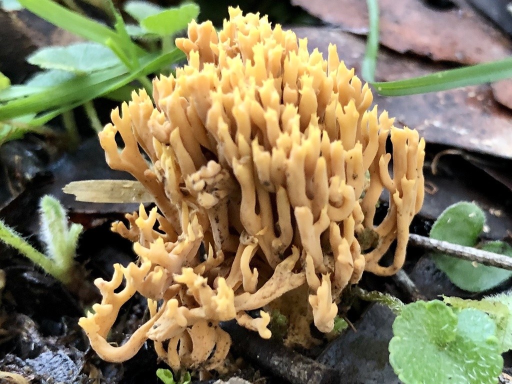 Бурий желеподібний рулет (Phaeoclavulina flaccida)