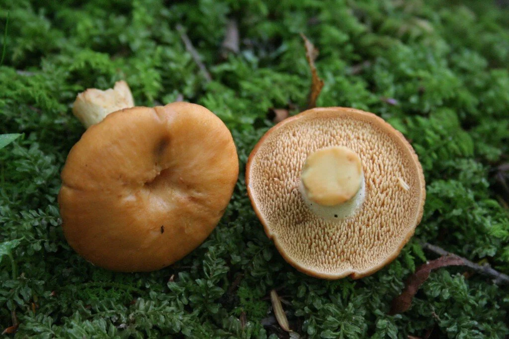 Ježek, ježovka, zajčja tačka (Hydnum repandum)