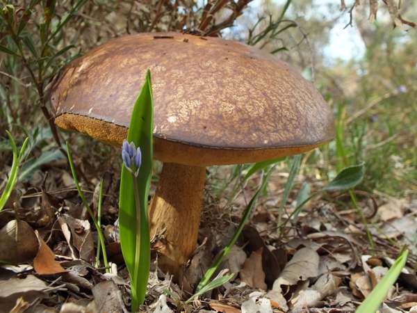 Боровик бронзовий (Boletus aereus)