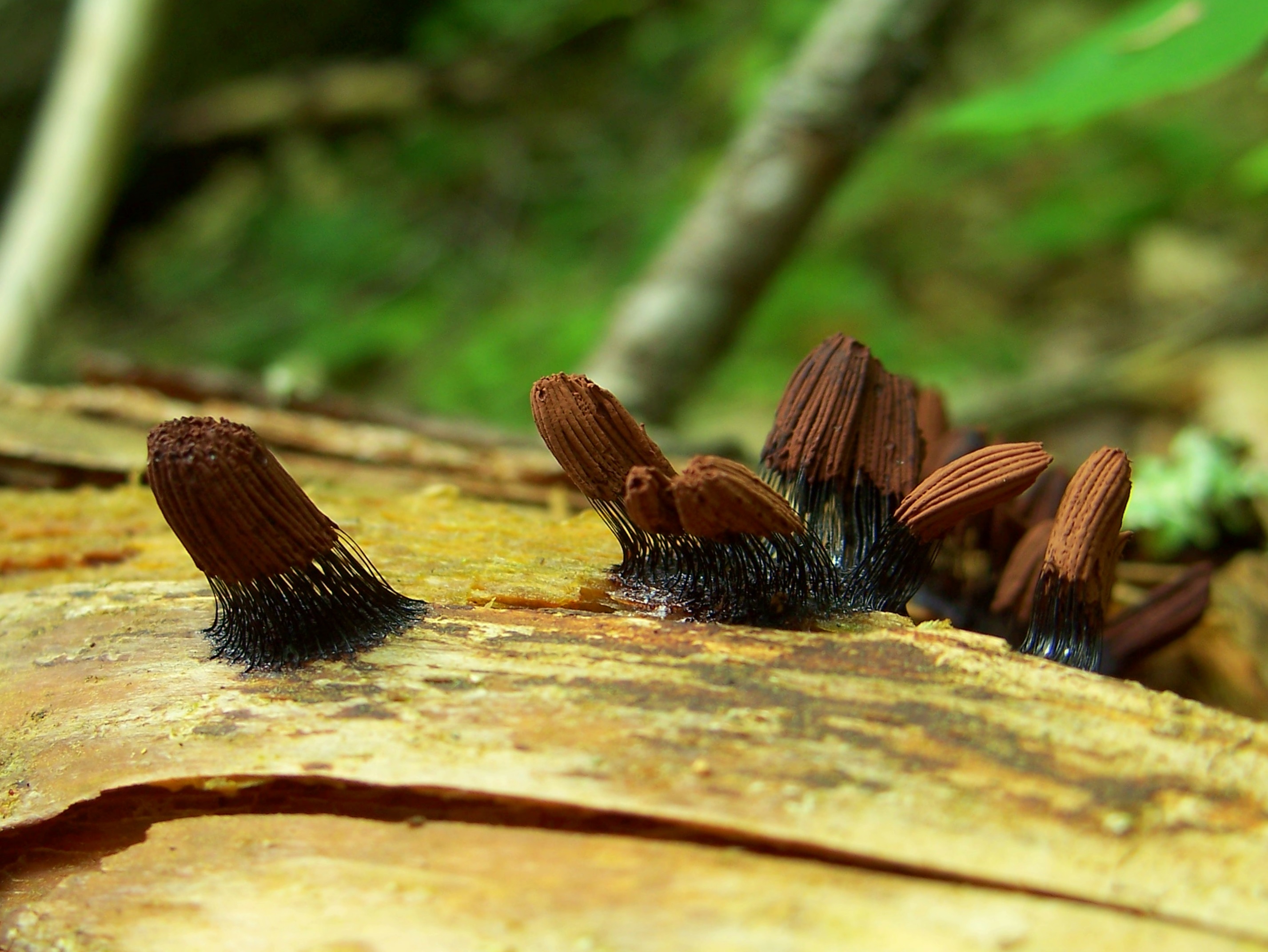 ราเมือกขนตา (Stemonitis fusca)