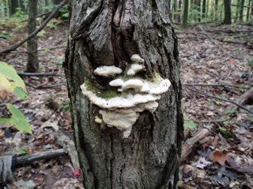 Nấm lỗ rêu phong trên cây phong (Oxyporus populinus)