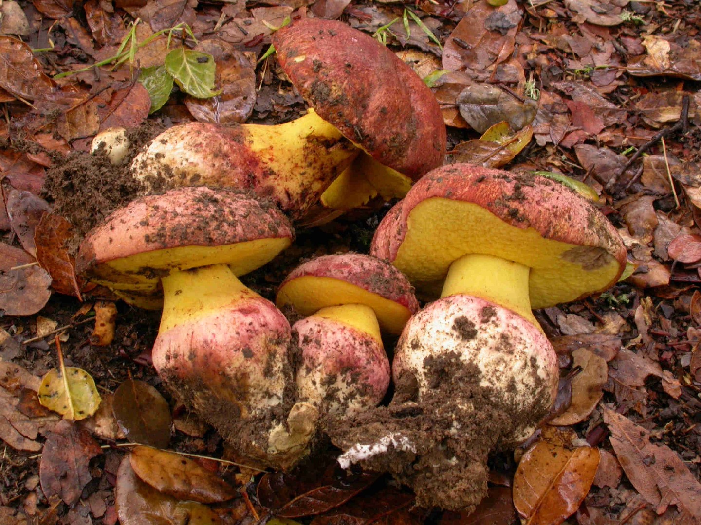 Червоношапковий масляний боровик (Butyriboletus roseoflavus)