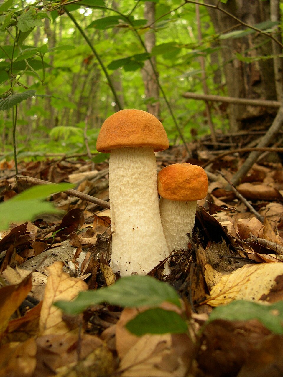 Vit aspsopp (Leccinum leucotrichum)