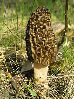 Mörkbrun Stenmurkla (Discina perlata)