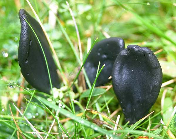 Vanlig jordtunga (Geoglossum cookeanum)