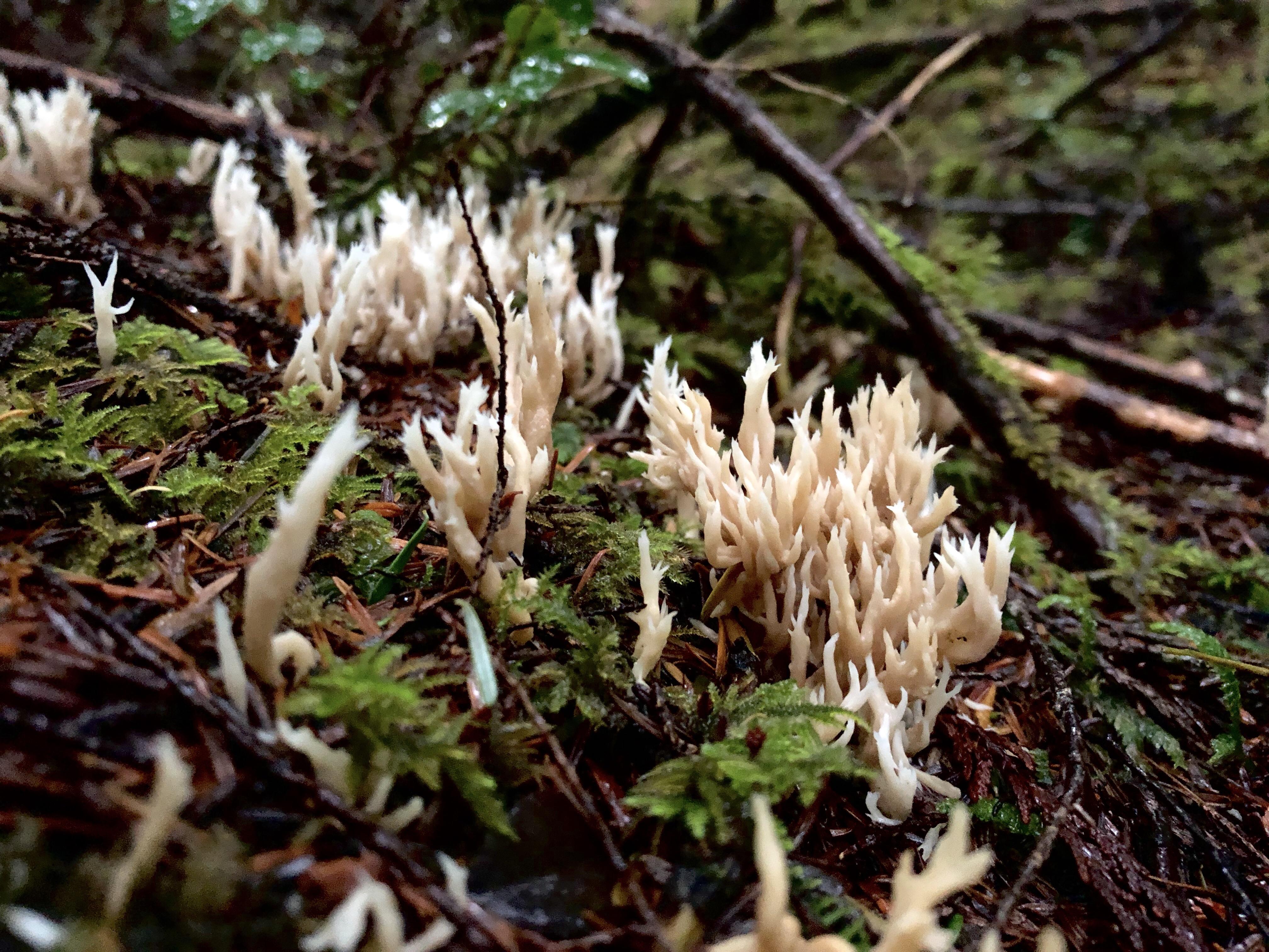 Biela koralovka (Ramariopsis kunzei)