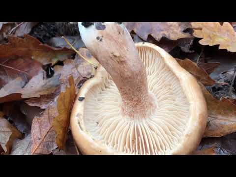 Stubbmusseron (Tricholoma scalpturatum)