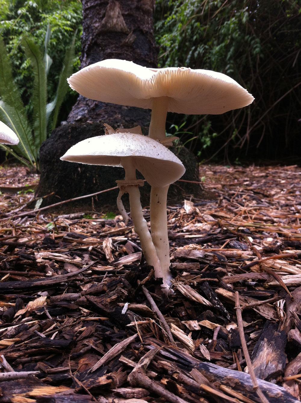 Uničujoči angel (Amanita virosa)