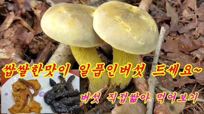 竹荪 (Dictyophora indusiata)