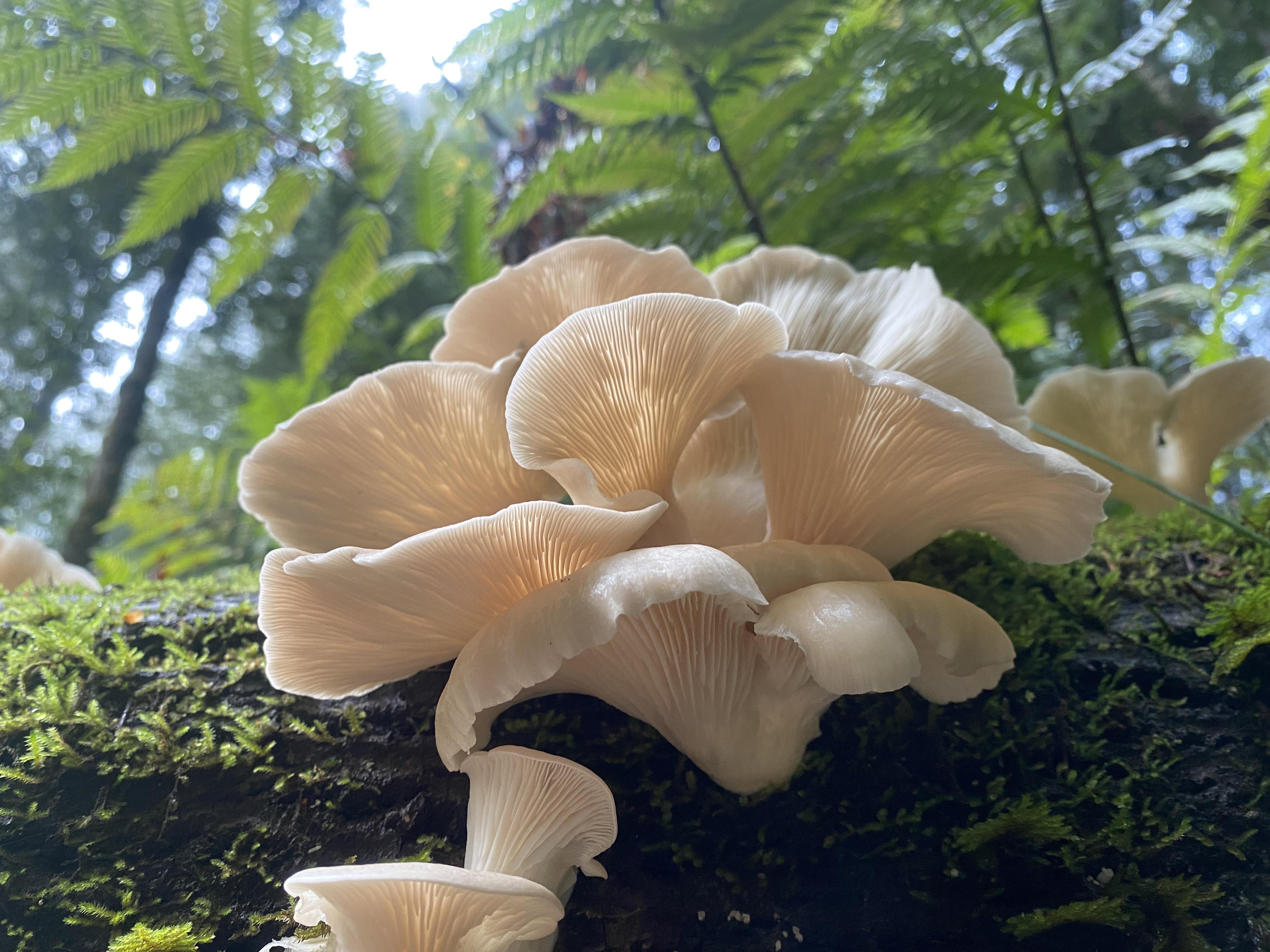 Ängelvinge (Pleurocybella porrigens)
