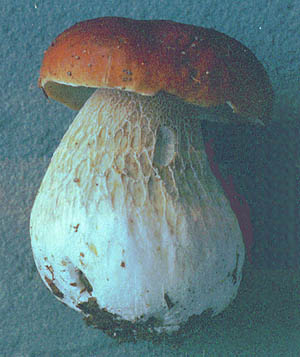 Vit trattskivling (Leucopaxillus candidus)