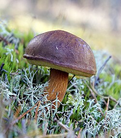 褐绒盖牛肝菌 (牛肝菌 (Boletus sensibilis))