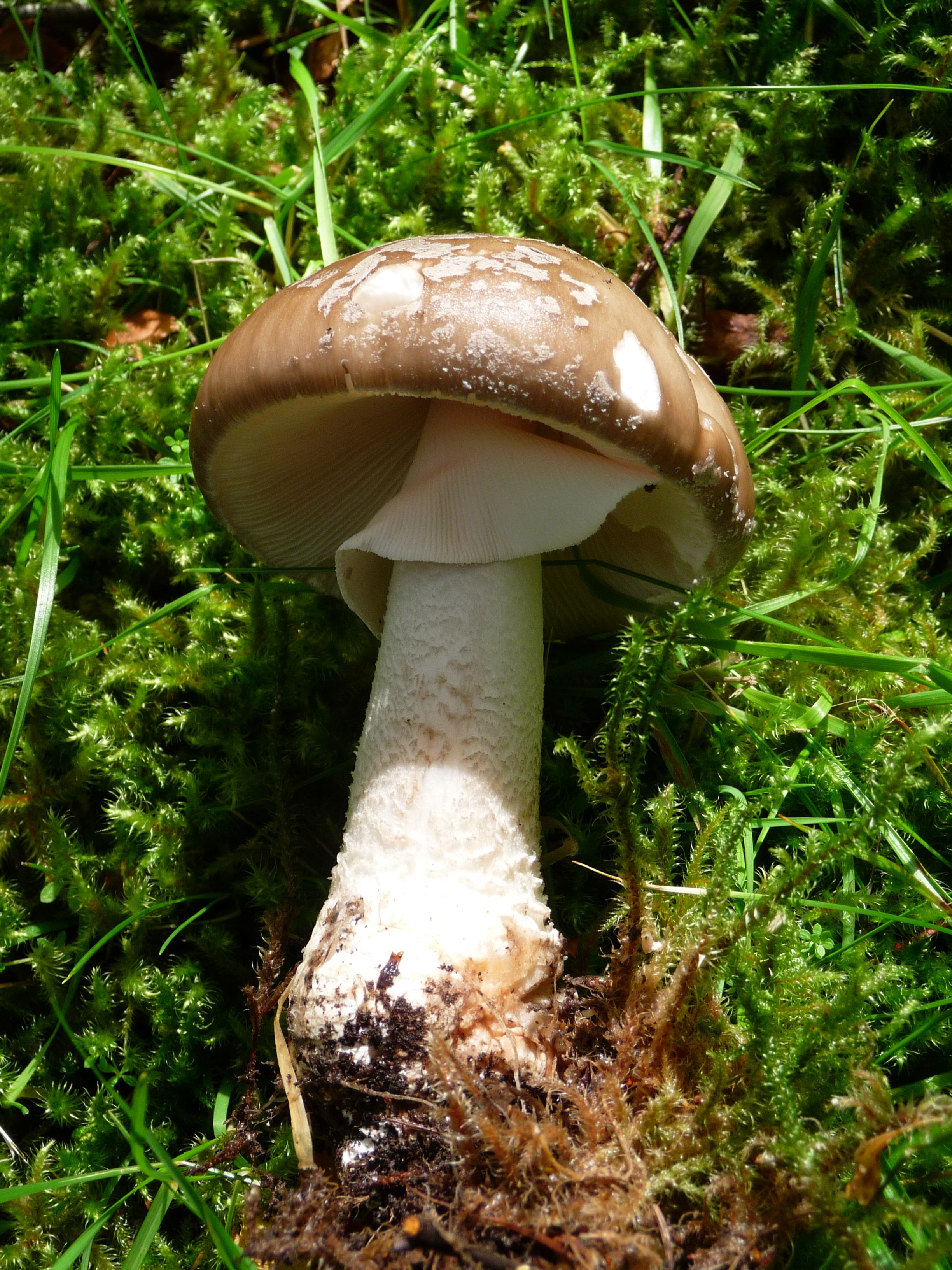 Yalancı Panter Mantarı (Amanita multisquamosa)