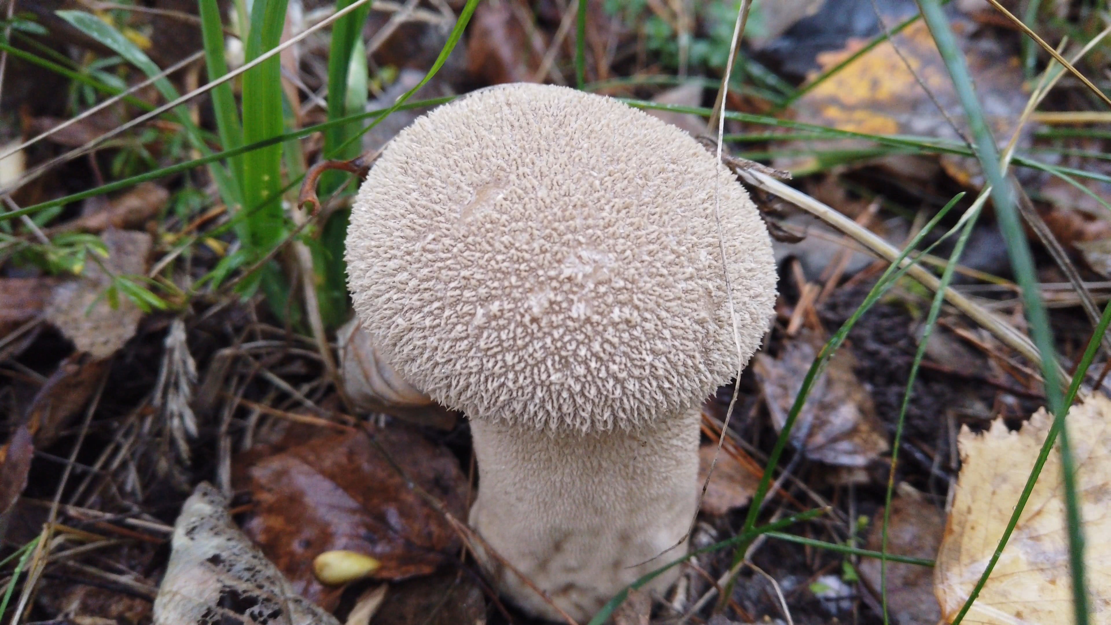 Pembe Sporlu Püsküllü Mantar (Lycoperdon roseolilacinum)