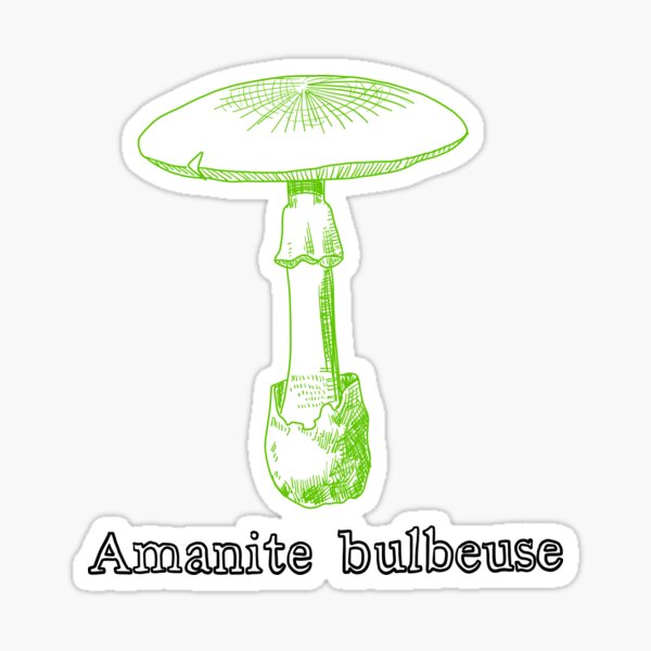 Lökfjällskivling (Amanita bulbosa)