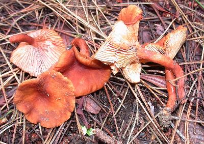 Şeker Mantarı (Lactarius rubidus)