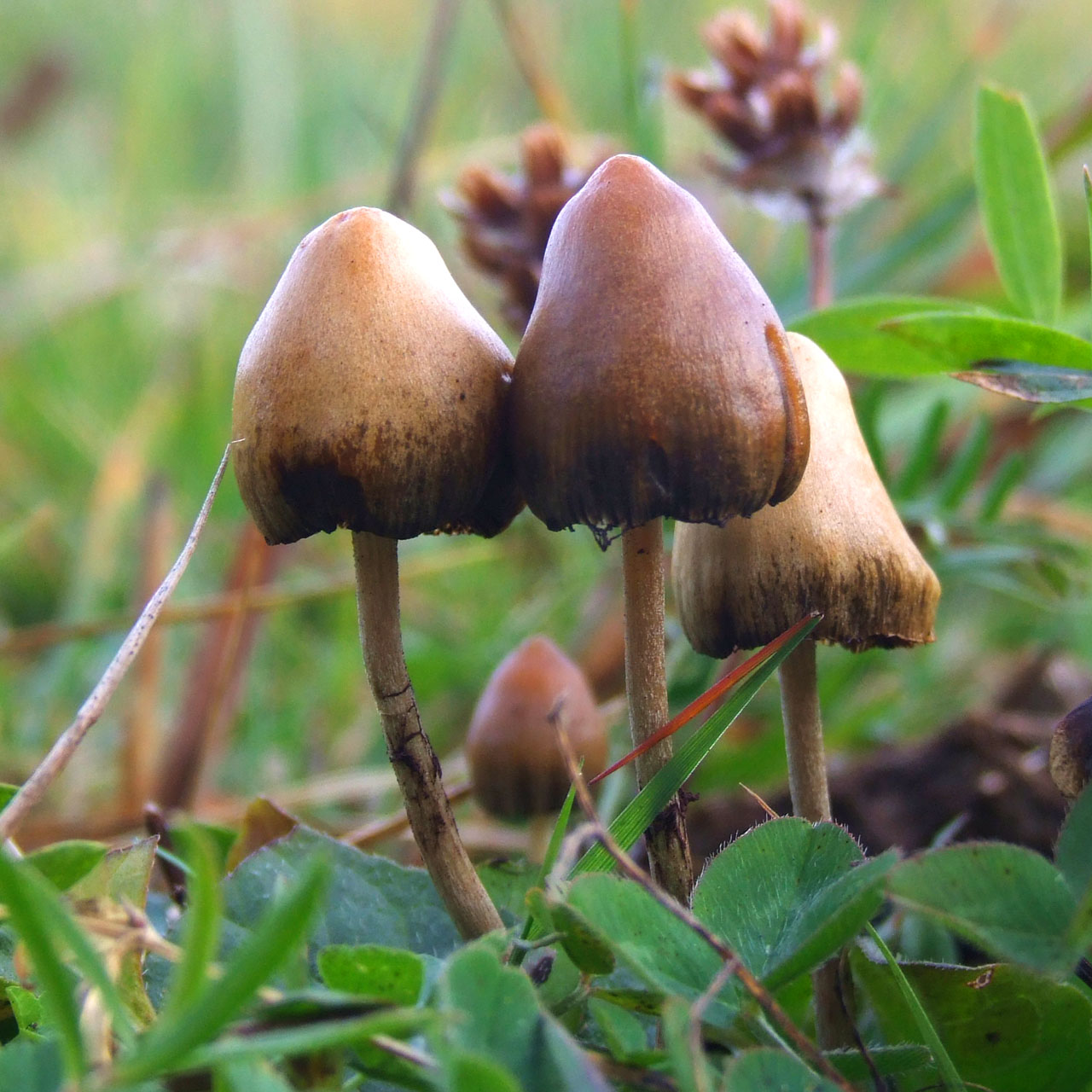 Sihirli Mantar, Psilosibin Mantarı (Psilocybe)