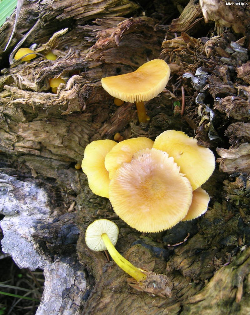 Sarı Lamelli Pluteus (Pluteus chrysophlebius)