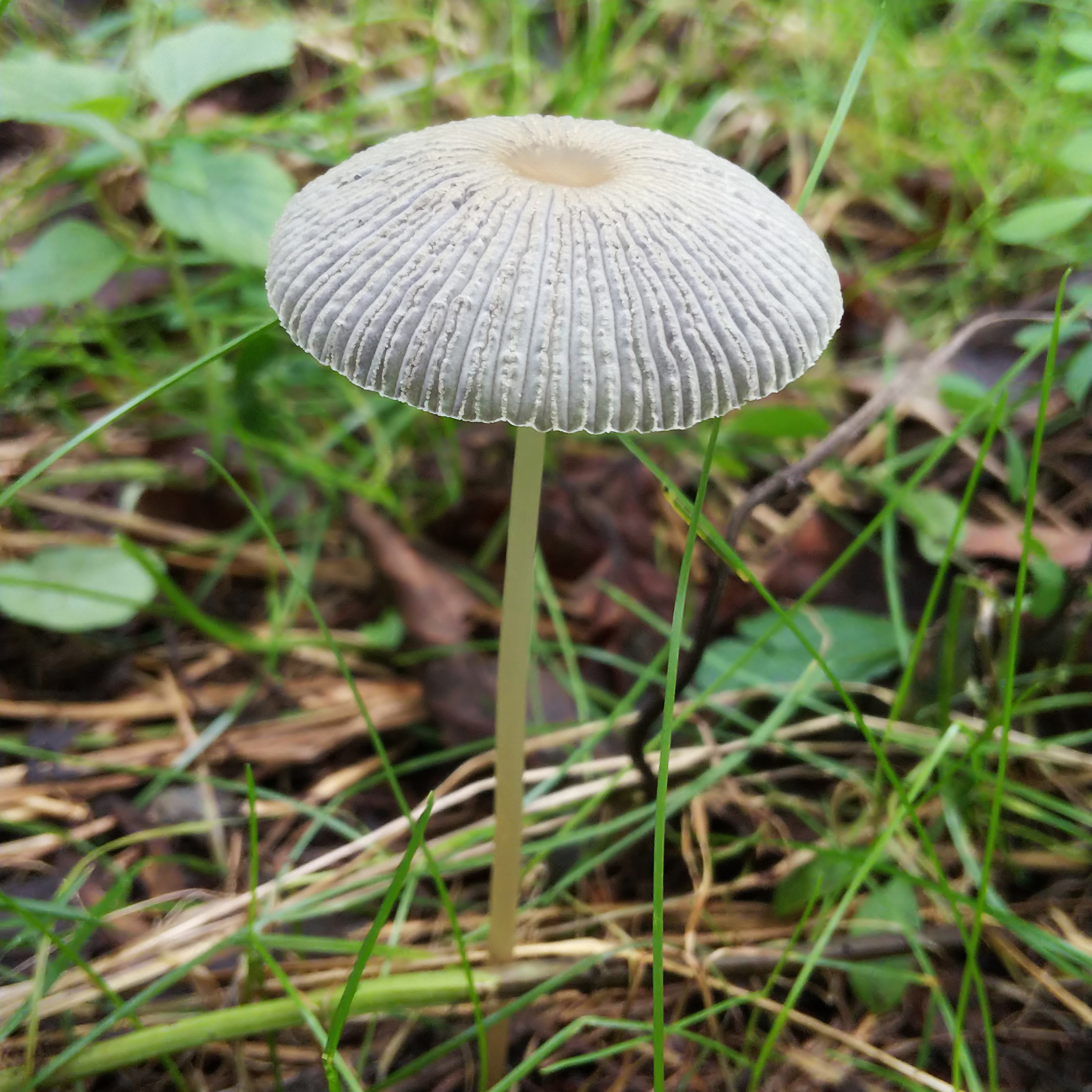 Gul navelskivling (Hygrophorus flavodiscus)