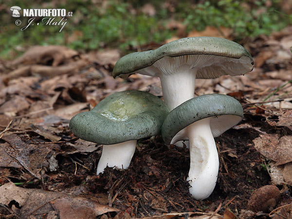Zeytin rengi yosun mantarı (Russula olivacea)
