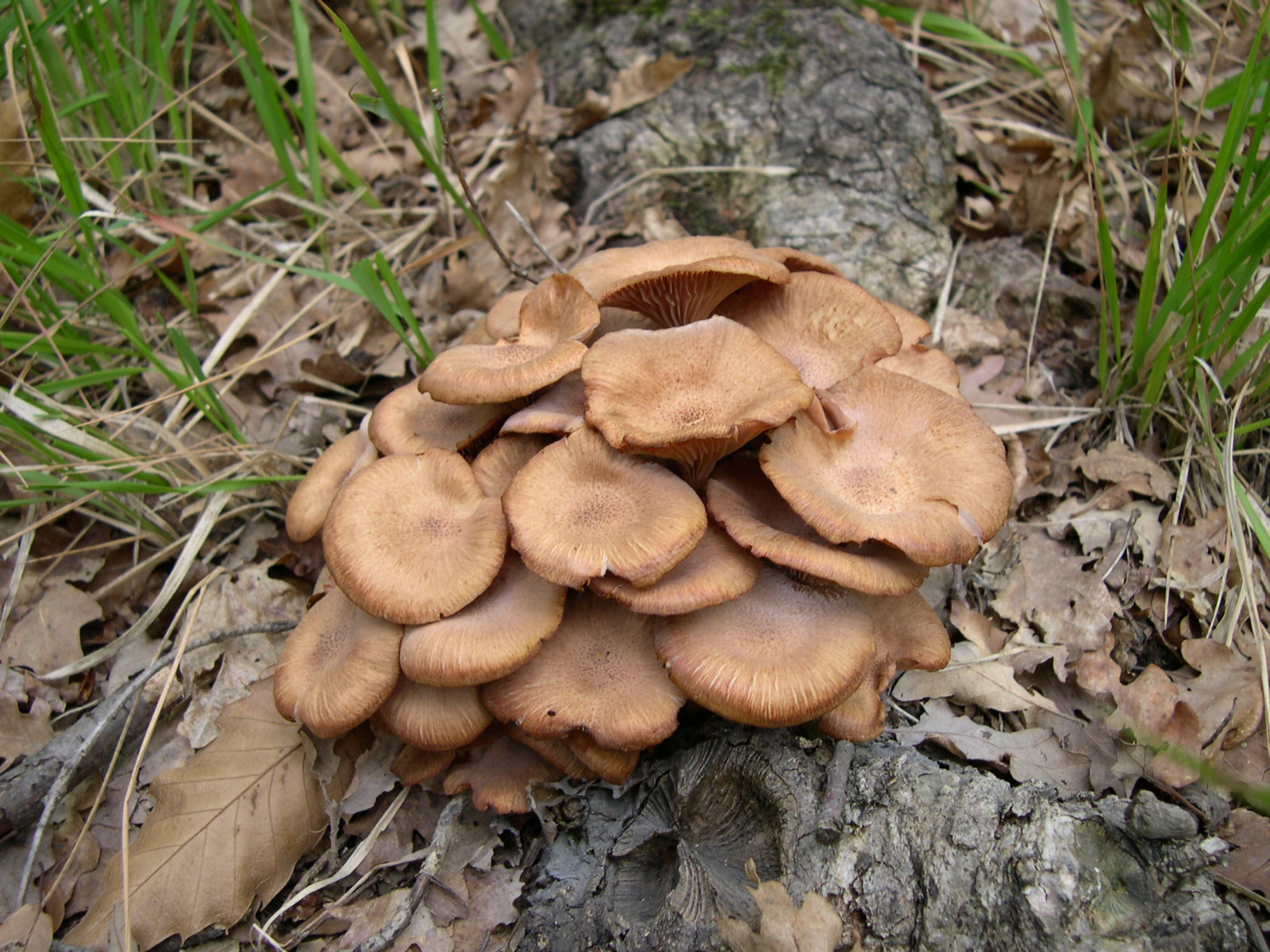 小型漏斗菌 (Clitocybe tabescens)