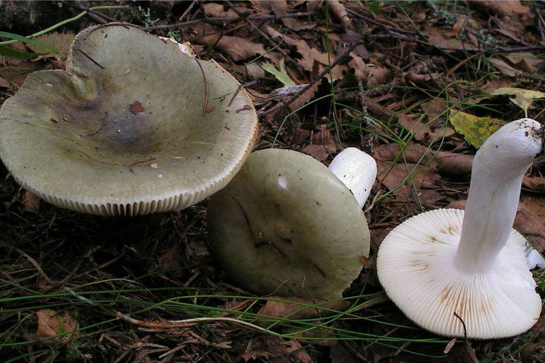 Brezovka obyčajná (Russula betularum)