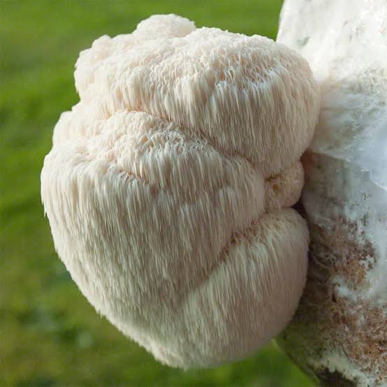 Aslan Yelesi Mantarı (Hericium erinaceus)