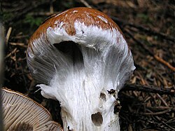 Bay Cort (Cortinarius badius)