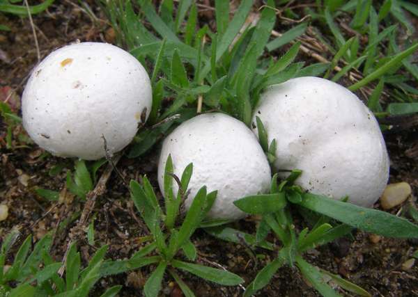 Puffball Mantarı (Çeşitli türler)