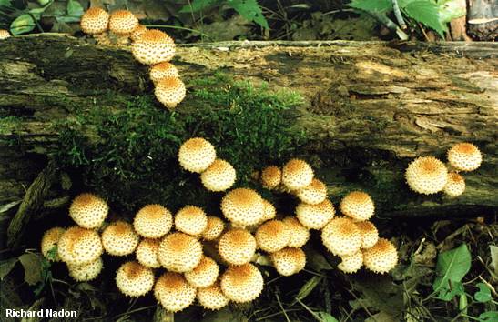 Shaggy Scalycap (Pholiota squarrosoides)