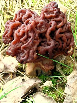 Dev Sahte Morel (Gyromitra gigas)