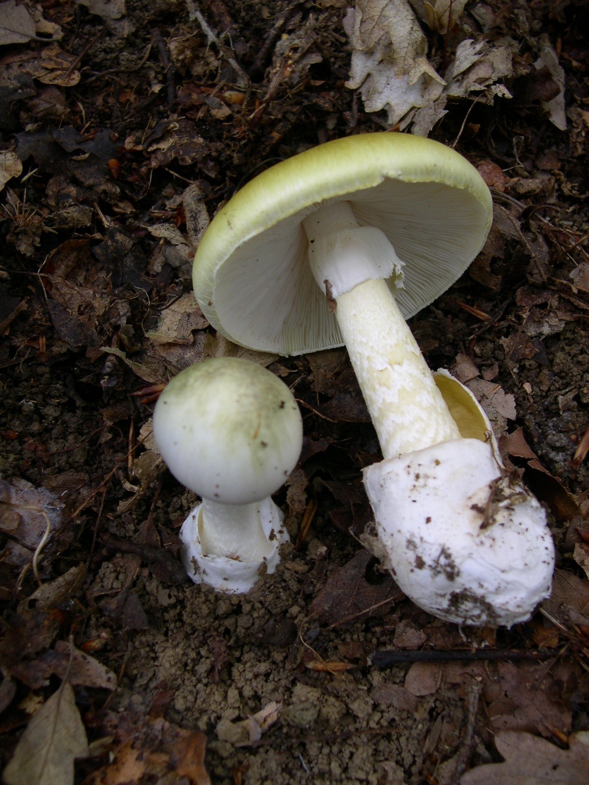 Citronasta mušnica (Amanita citrina)