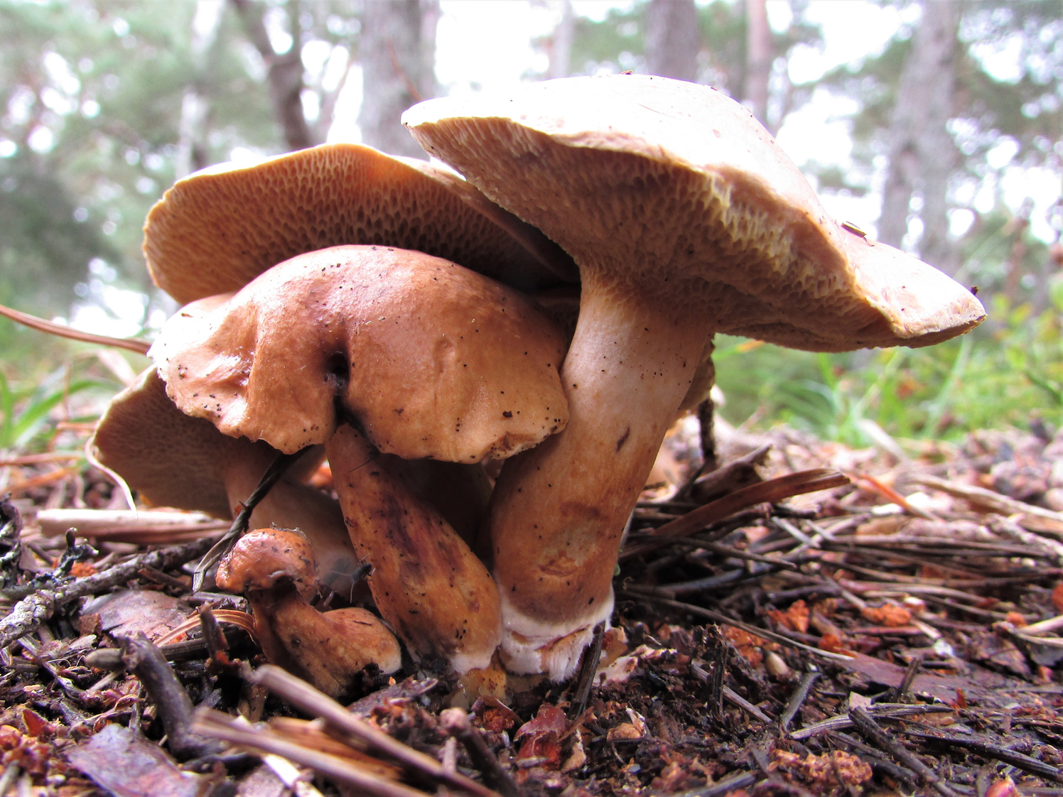 Kozák kravský (Suillus bovinus)